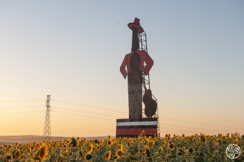Driving through sunflowers en route to the Tio Pepe Festival © Michelle Chaplow 