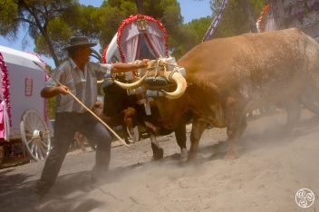 The journey to El Rocio  © Joaquin Alarcon 