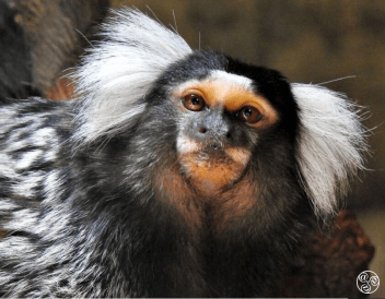 Common Marmoset © AWCP