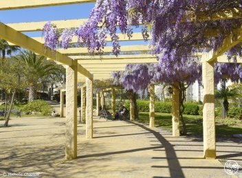 Glorious Cascading Wisteria in El Calvario Park Estepona  © Michelle Chaplow