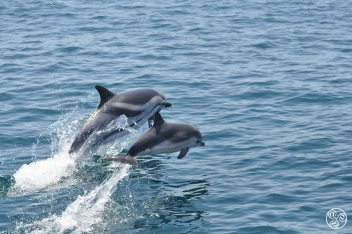Dolphins in the Bay of Gibraltar © VisitGibraltar.gi