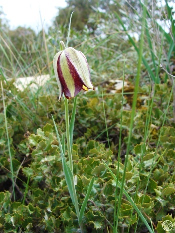 Iberian Fritillary - Fritillaria lusitanica © Tony Hall