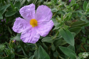 The Grey-Leaved Cistus - Cistus albidus © Tony Hall