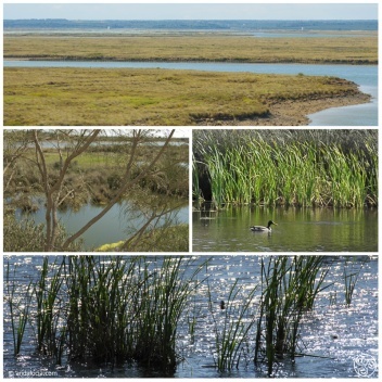 Marshlands in Andalucia. . © andalucia.com