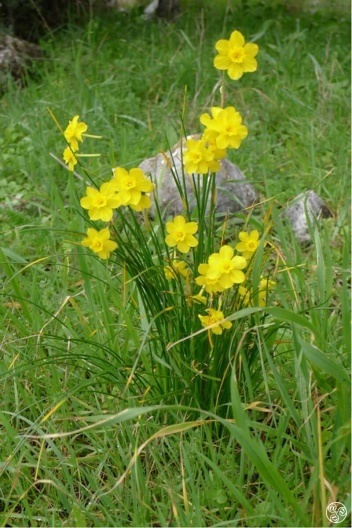 Scented Jonquil - Narcissus jonquilla © Tony Hall
