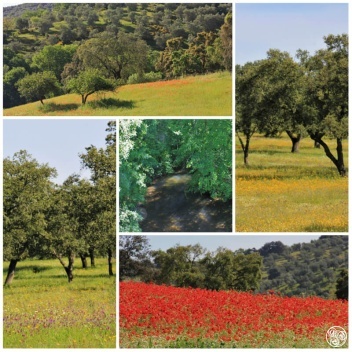 Sierra Norte de Sevilla © Kevin George Monterrubio