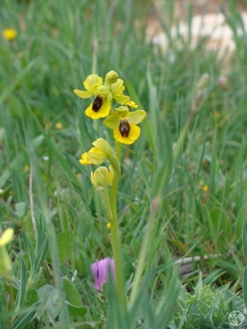 Yellow Bee Orchid – Ophrys lutea © Tony Hall