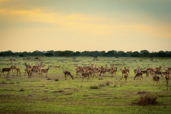  Coto Doñana National Park.