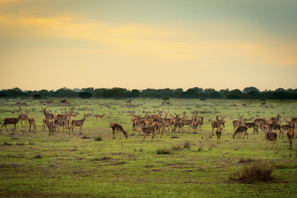  Coto Doñana National Park.