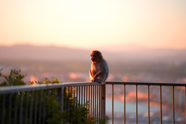 The Barbary Apes of Gibraltar  © VisitGibraltar.gi