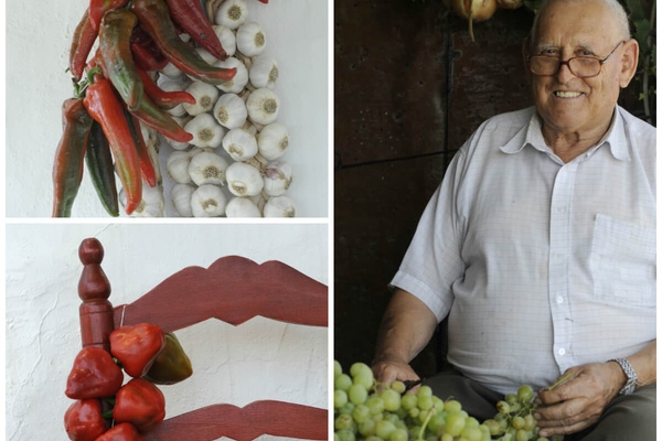 Home grown vines, garlics, peppers and onions © Michelle Chaplow