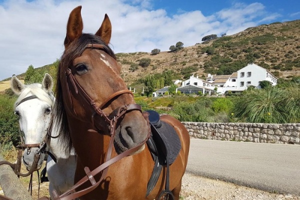 Out in nature with horses © Booking.com / La Fuente del Sol
