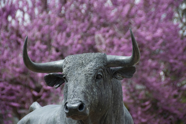 Bullfighting in Ronda © Michelle Chaplow