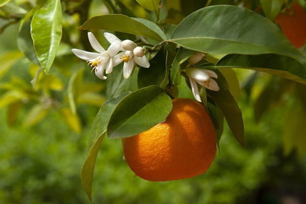 "Seville oranges" in spring with orange blossom (azahar) in bloom © Michelle Chaplow