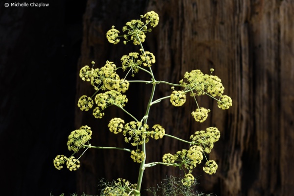 Wild flowers on The Camino del Rey © Michelle Chaplow