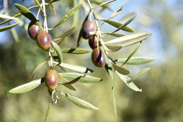 Spain produces more than 250 different varieties of olives © Michelle Chaplow
