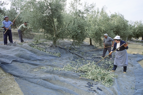 Harvest of the Andalucian Olives © Michelle Chaplow