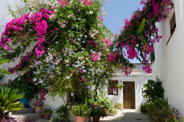 Bougainvillea in the beautiful town of Salobreña © Sophie Carefull