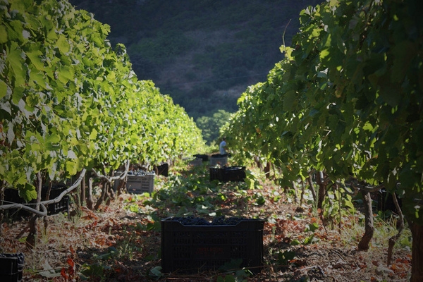 Bodega Gonzalo Beltrán, Ronda