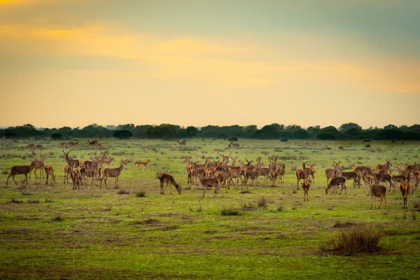Wildlife grazing across the vast marshlands of Doñana National Park, a UNESCO World Heritage Site where wetlands, wild landscapes, and open skies create one of Spain’s most remarkable natural havens. ©istockphoto.com