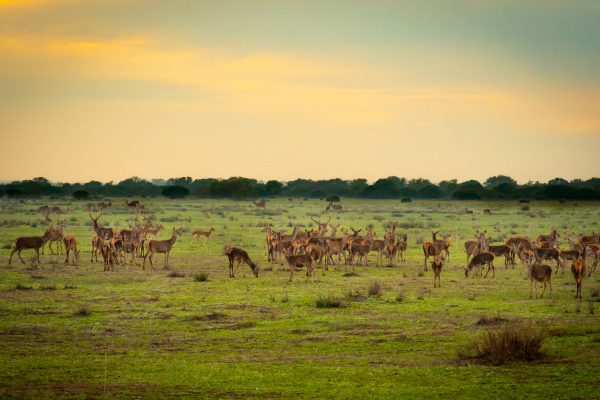 Wildlife grazing across the vast marshlands of Doñana National Park, a UNESCO World Heritage Site where wetlands, wild landscapes, and open skies create one of Spain’s most remarkable natural havens. ©istockphoto.com