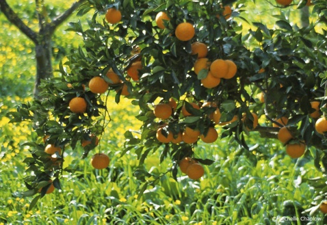 Orange trees