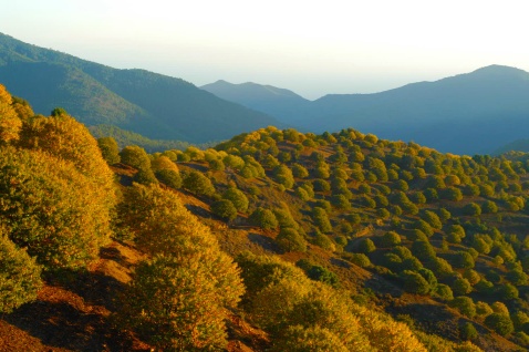 Chestnut Groves in the Serrania of Ronda © Michelle Chaplow
