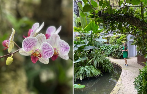 The Estepona Orchid House  © Michelle Chaplow