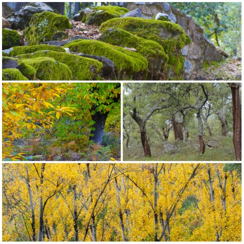Find your autumn palette with warm, rich, earthy and golden colours in the Sierra de Aracena   /c) Michelle Chaplow