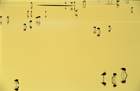 Greater Flamingos (Phoenicopterus ruber) feeding on shallow waters at sunset. Fuente de Piedra lagoon, Málaga province, Spain. © Marcos G Meider