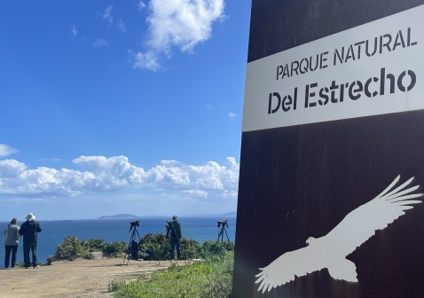 Birdwatchers can bring their binoculars and marvel at the sight of these magnificent creatures soaring across the strait.