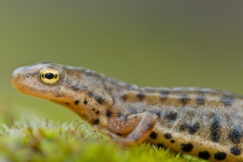 Bosca's newt (Lissotriton boscai) close up view of adult male. Sierra Morena, Jaén province, Andalucia, Spain. © Marcos G Meider 