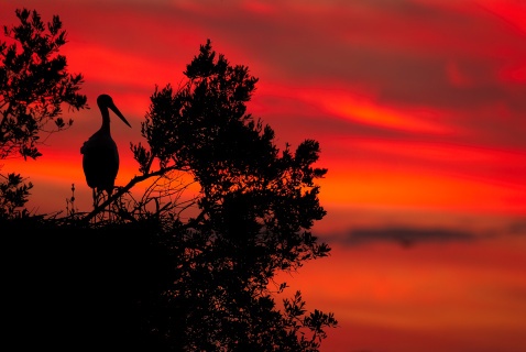 White stork (Ciconia ciconia) perched on top of its nest at dusk. Doñana National Park, Andalucia, Spain. © Marcos G Meider
