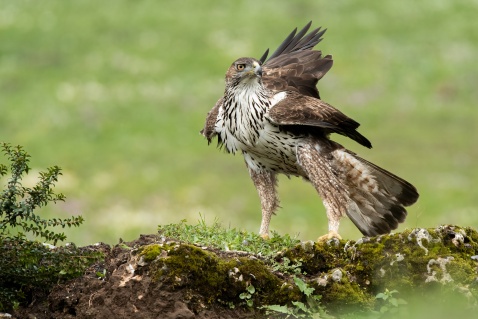 Bonelli's eagle (Aquila fasciata) perched on mossy rock. Andalusia, Spain. © Marcos G Meider 