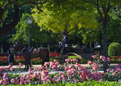 Horse and carriage is the best way to arrive in style © Michelle Chaplow