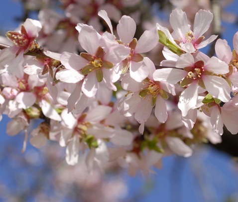 Almond Blossom (c) Michelle Chaplow