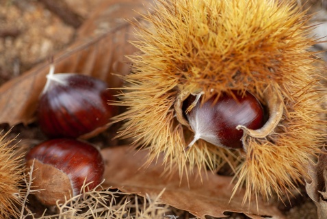 The Chestnut harvest season, runs from late October, early November © Michelle Chaplow