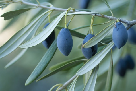 December and January are the main months for the Olive harvest in Andalucia © Michelle Chaplow