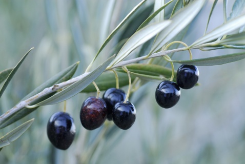 Olives hanging in abundance, ripe and ready for harvest, their deep purple hues glistening under the soft sunlight © Michelle Chaplow