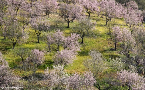 Spain is the second largest almond producer of Almonds in the world  © Michelle Chaplow