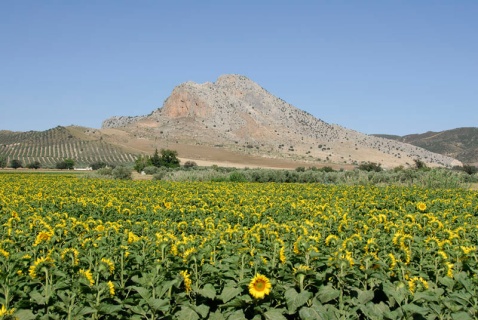 Córdoba Sunflowers © Michelle Chaplow
