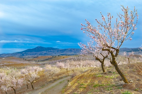 Spring is in the air in Andalucia (c) Michelle Chaplow