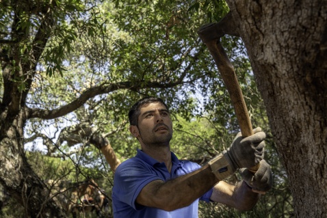 With expert precision, the bark is removed from the cork ork tree © Michelle Chaplow