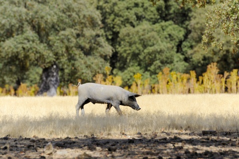 The Iberian pig, the small brown breed is native to Spain © Michelle Chaplow