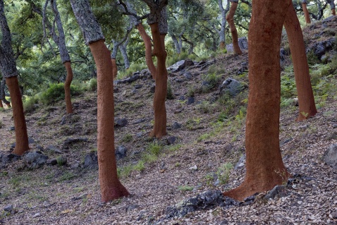 Recently harvested cork oak trees have a deep red hue © Michelle Chaplow