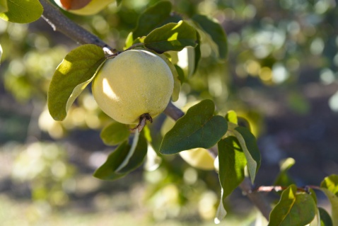 The quince fruit (Cydonia oblonga), a small tree or shrub a member of the rose family (Rosaceae) © Michelle Chaplow