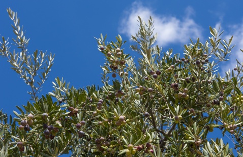 Albuñuelas, Olive groves