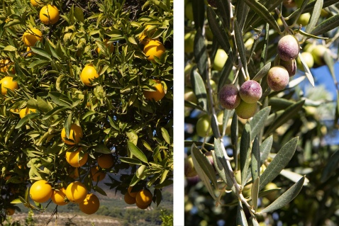 Oranges and olives are harvested in Saleres @ Michelle Chaplow