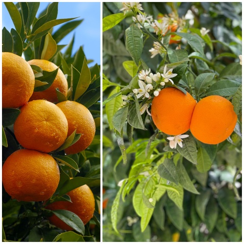 Sun-drenched lemon groves and homemade lemonade (c) Michelle Chaplow
