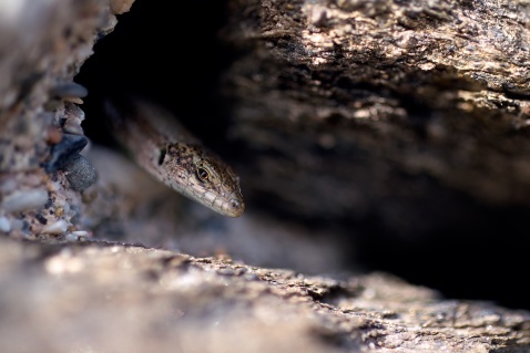 Iberian wall lizard (Podarcis hispanica) sneaking out from its hole, Malaga province, Andalucia, Spain © Marcos G Meider